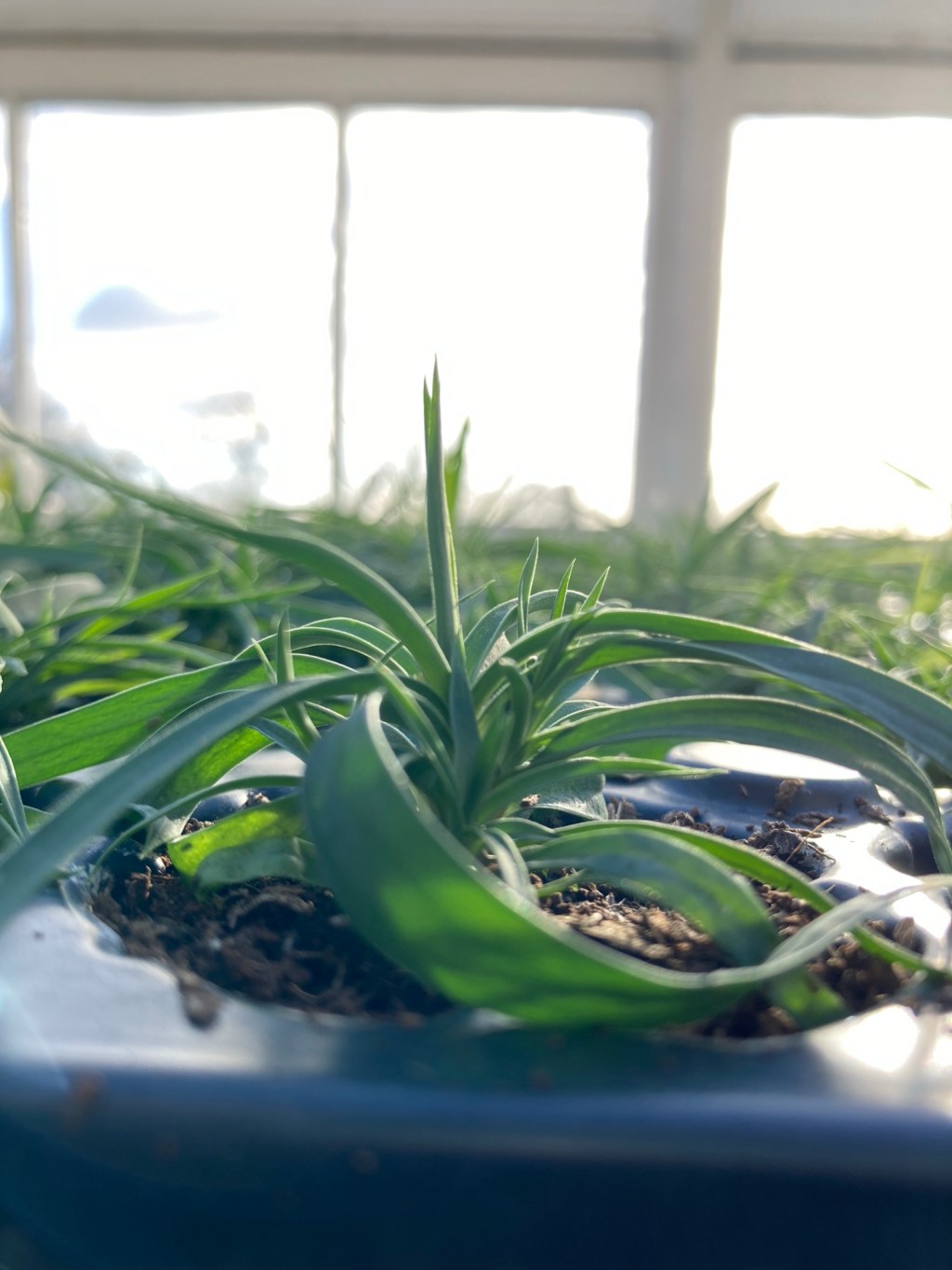 Mindful March: Water, Plants, Energy